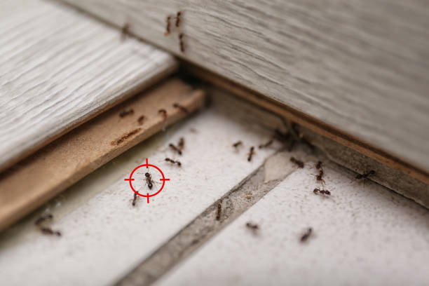 Best Pest Control Near Me  in Petersburg, VA