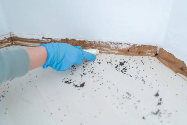 Best Flea Control Services  in Petersburg, VA